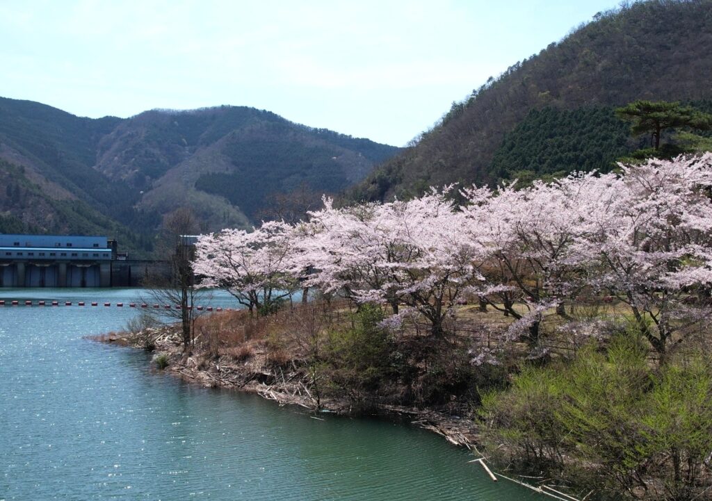 ひろの歩き~桜咲く、大野ダムを歩こう