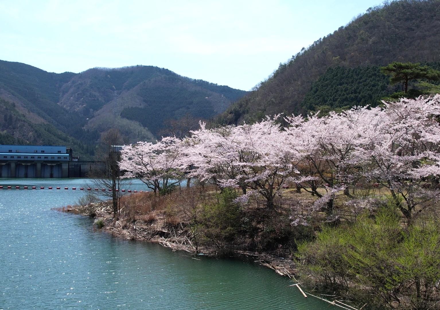ひろの歩き~桜咲く、大野ダムを歩こう